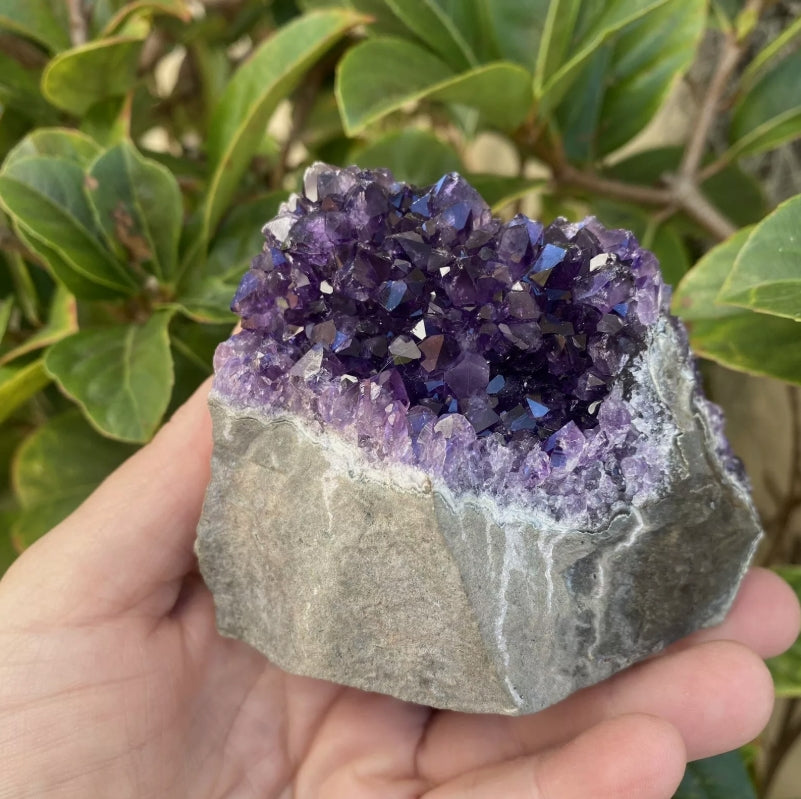 Uruguayan Amethyst Cluster