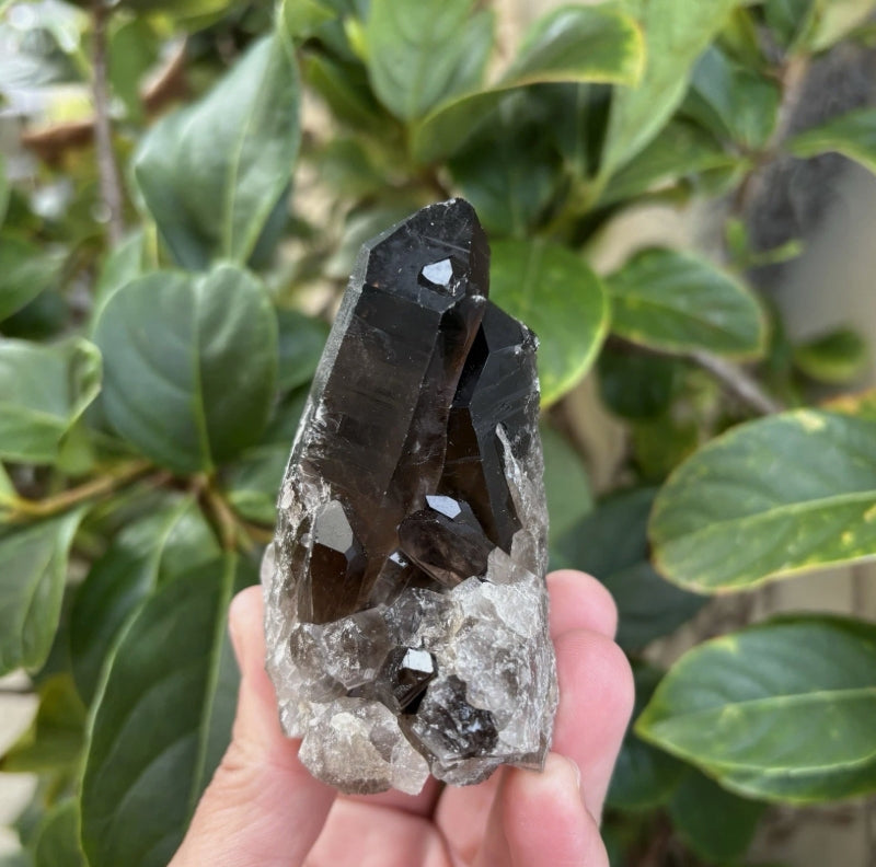 Brazilian Smoky Quartz Cluster