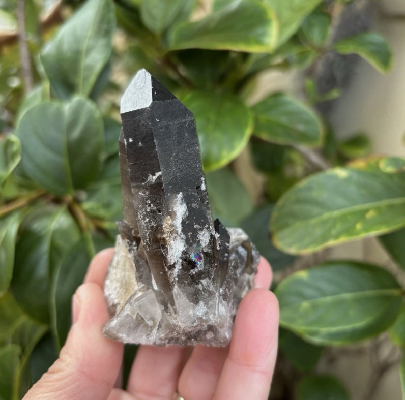 Brazilian Smoky Quartz Cluster