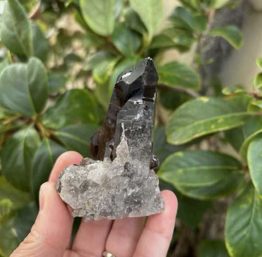 Brazilian Smoky Quartz Cluster
